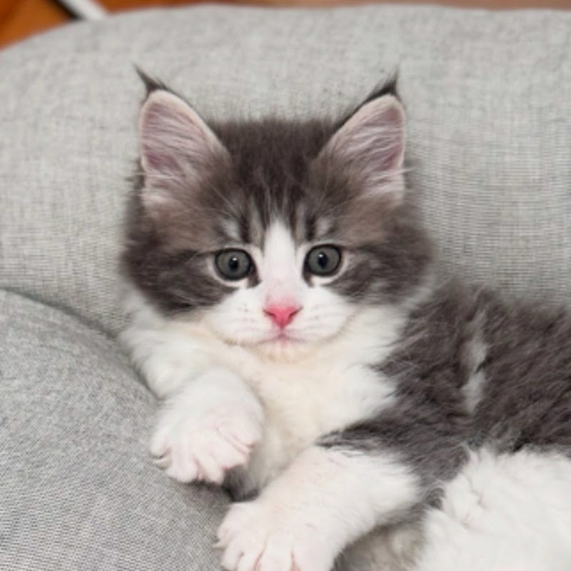 츄르열여섯🐾 by 16cats