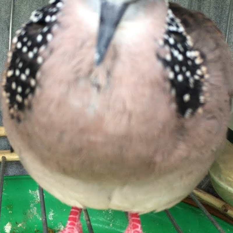 นกเขาใหญ่ นกเขาใหญ่,