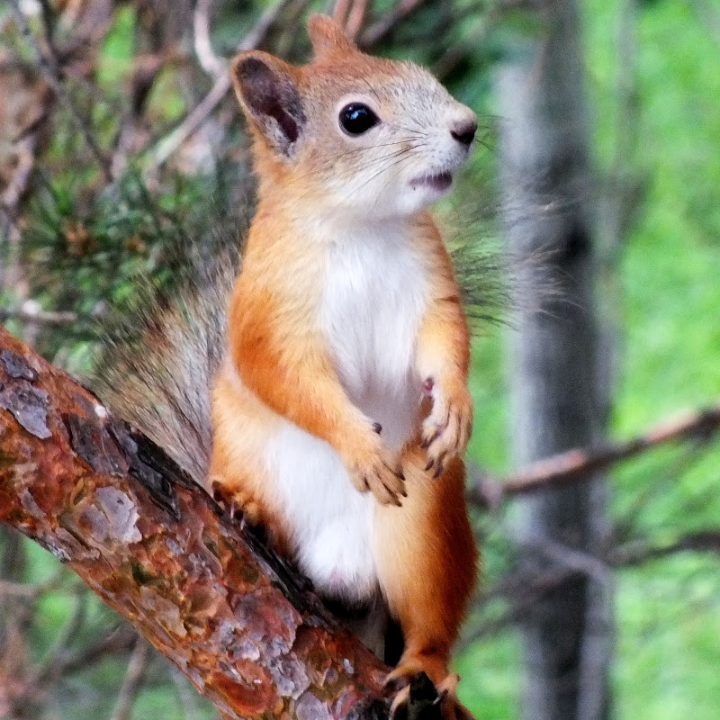 Белка Сибирская