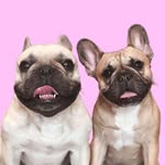 FRENCHIES | GRIFFIN & HARU