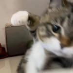 𝓓𝓾𝓸𝓷𝓰 𝓓𝓾𝓸𝓷𝓰  ۶ৎ | 𝓼𝓽𝓾𝓭𝔂𝓰𝓻𝓪𝓶𝓮𝓻 🧸