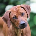 Rhodesian Ridgeback