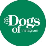 DogsOfInstagram by GreatPetCare