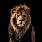 Lions Mora