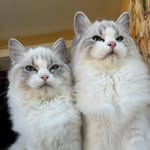 SiSi und SanSa Turnberry