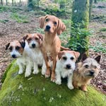 larkahallsdogs