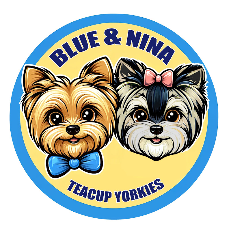 Blue & Nina the Teacup Yorkies