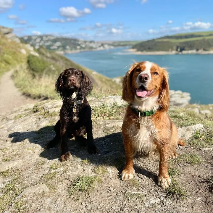 TheSouthWestSpaniels