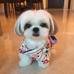 Ching Ching Cai | The Happy & Healthy Shih Tzu