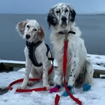 Engelsksetterne Emil og Nure