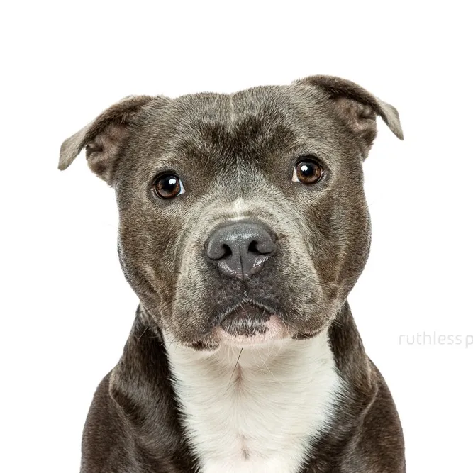 Klaus the Blue Staffy