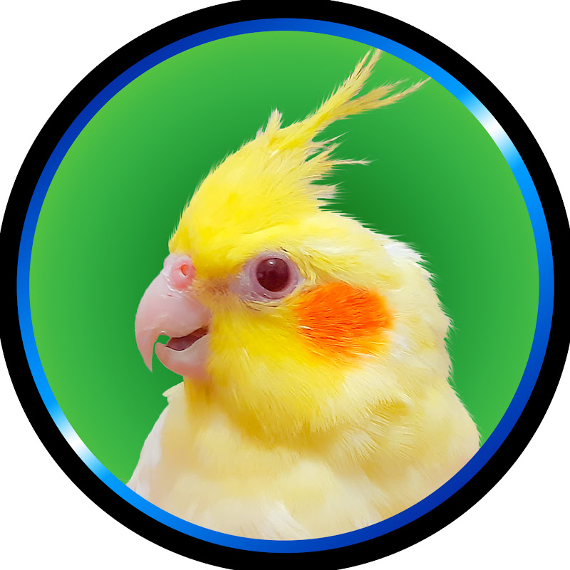 MATI BIRD
