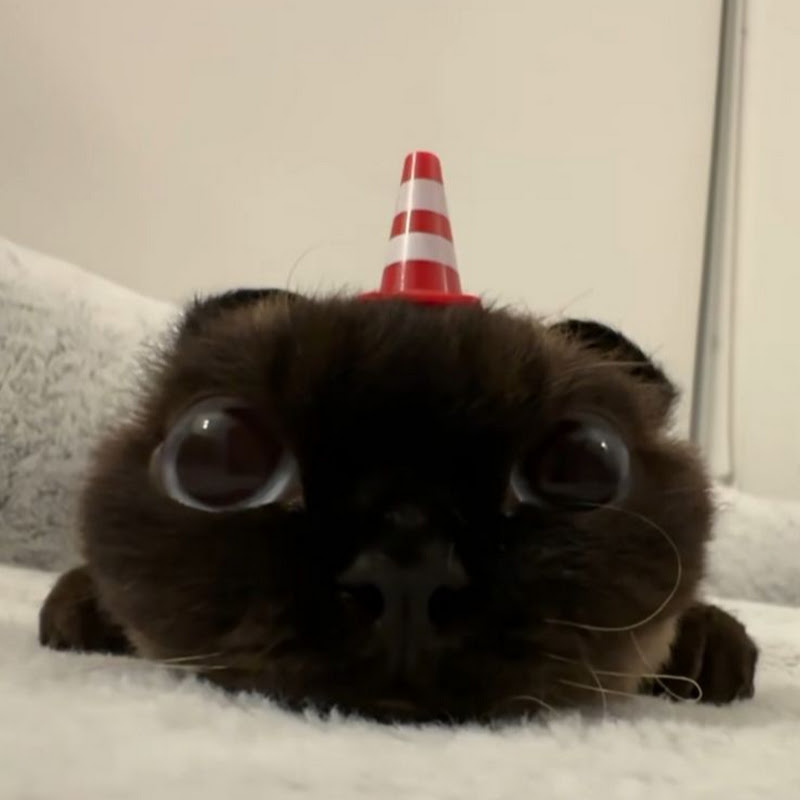 zxcphonkk?