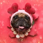 Miss Choo - Maggiechoo