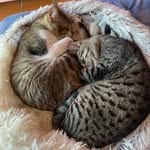 Simba&lucifercat’s🐈‍⬛