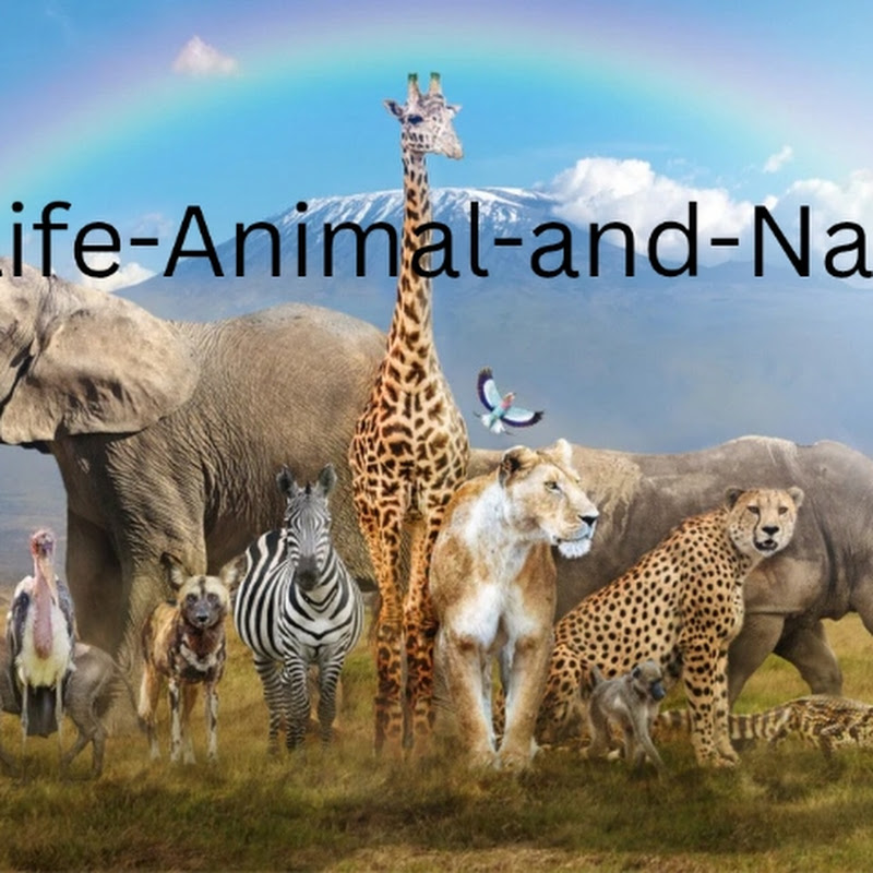 Wildlife-Animal-and-Nature 