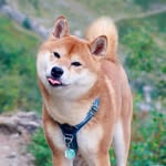 Shoko