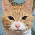 Gogo the cat
