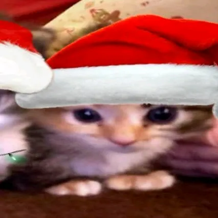 ねおき 🐱🪽🌸