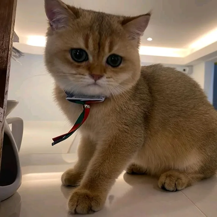 Catzonia Cat Hotel & Spa
