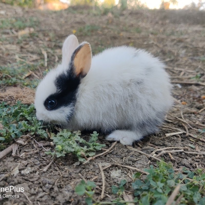 Indian kisan farming guide 