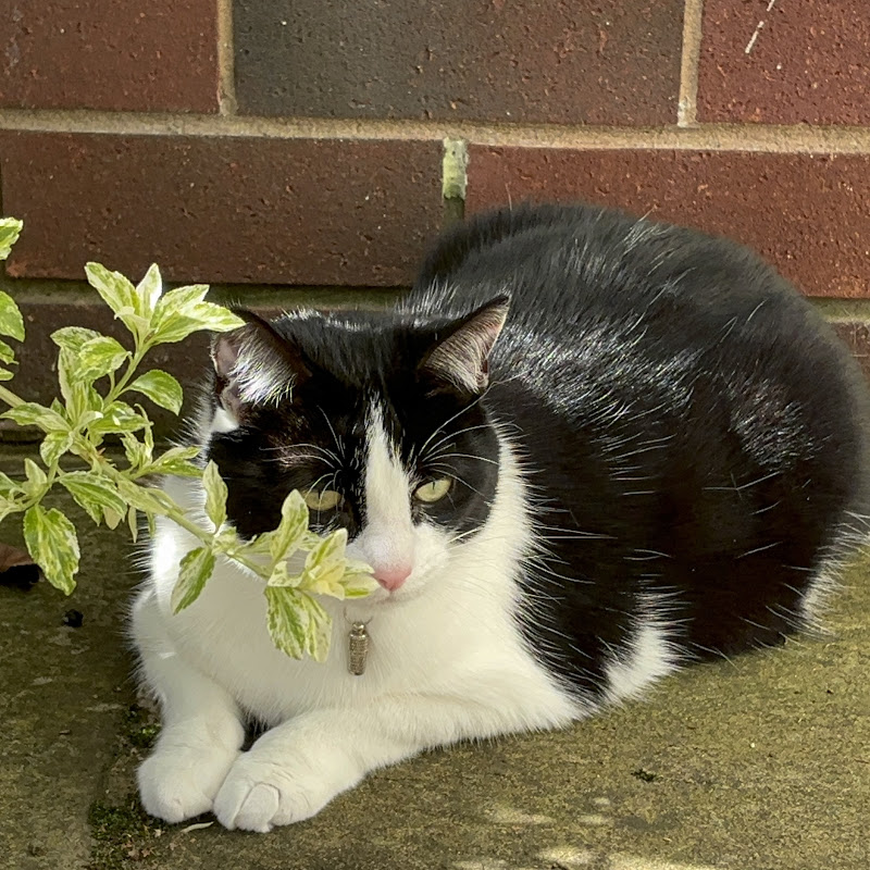 Life with Minnie Paws 🐾 