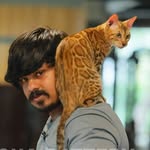Sha Cattery