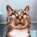 Basil