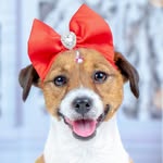 Pecana 🎀 | Jack Russell Terrier Perú
