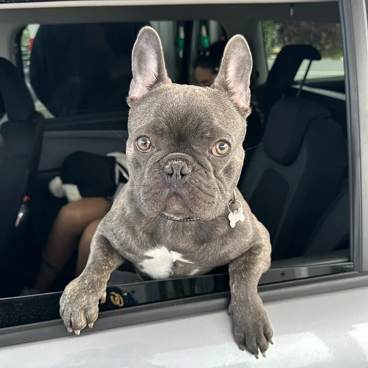 Bose the frenchie
