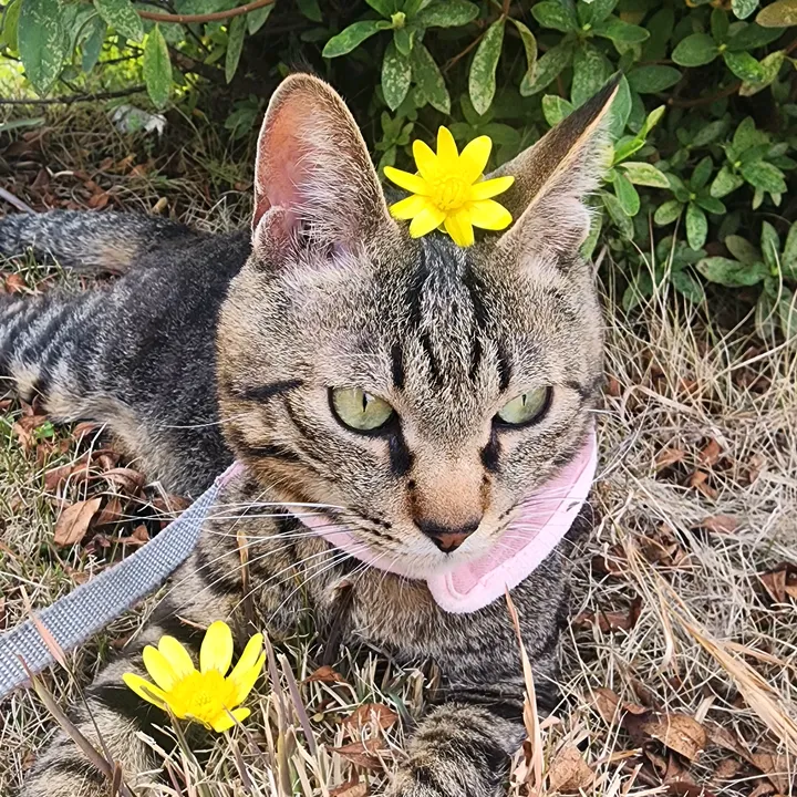 ねこの日常
