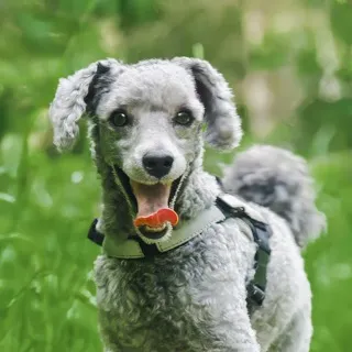 Hiking Poodle
