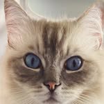 Ragdoll, Siberian or just Floof?