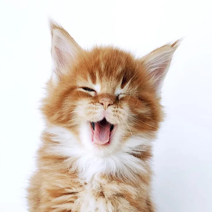 mainecoon.pt