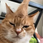 ねこねこfarm
