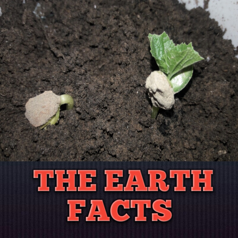 The Earth Facts