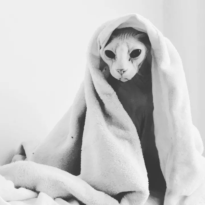 BOUBOU MY SPHYNX CAT FOREVER😻
