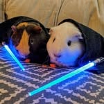 Guinea Pig