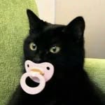 cutiepie cats
