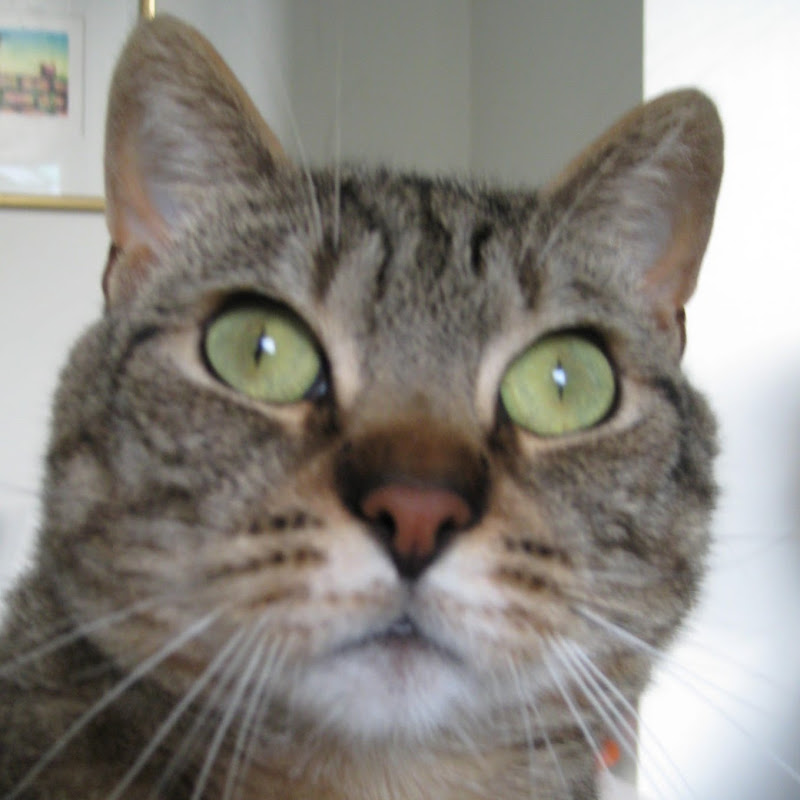 Mysli the Cat