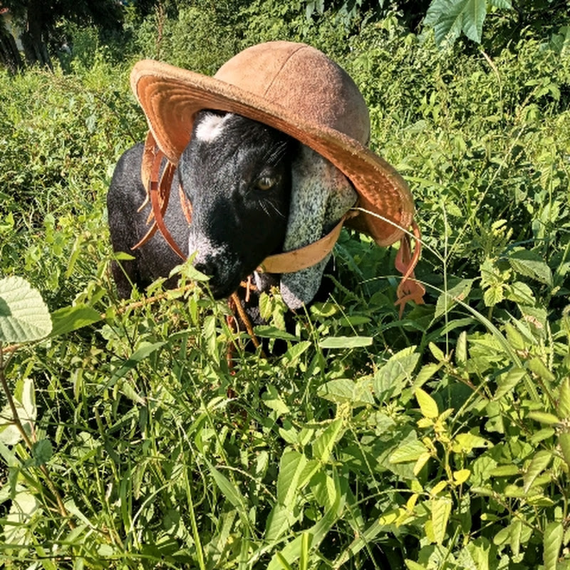 @capril fazenda da flor 