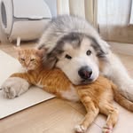 บูบู้อยู่กับแมว