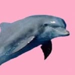 Sarah Hickey Music🌻