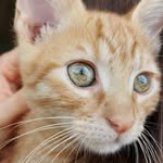 Charles the Red Cat