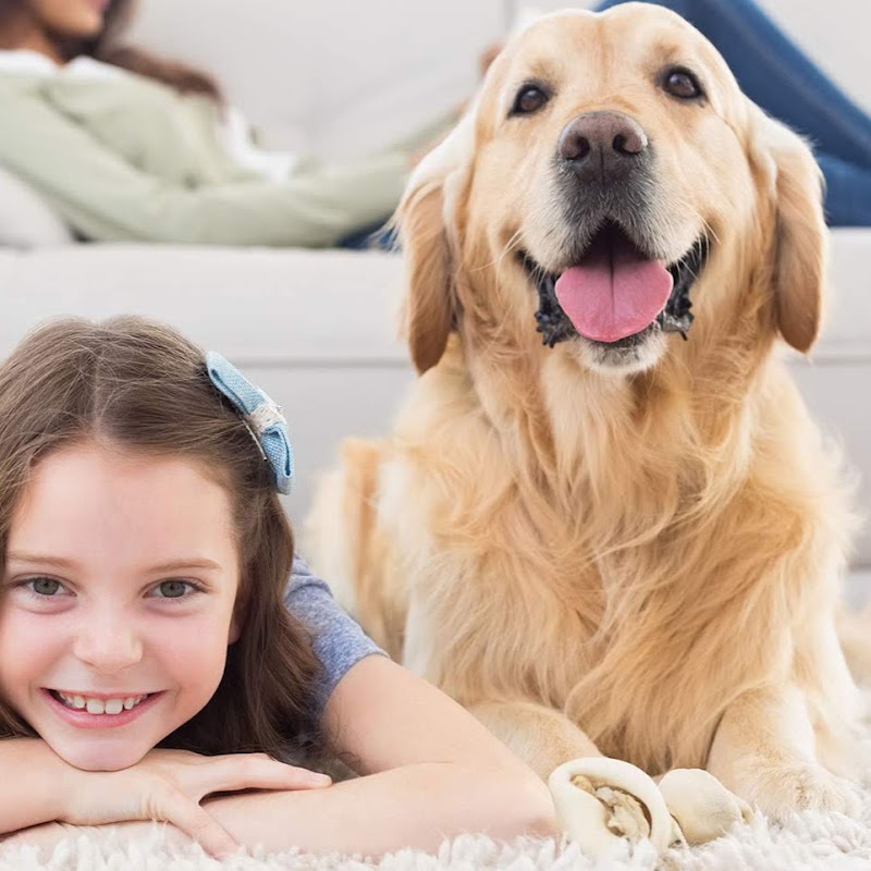Pet Dedicated