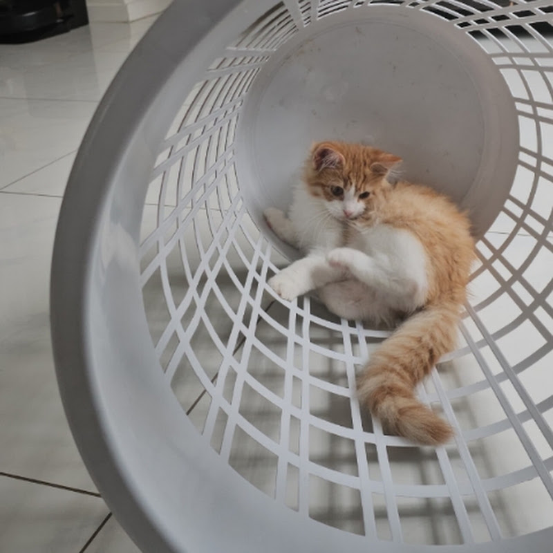 Simba Vlogs