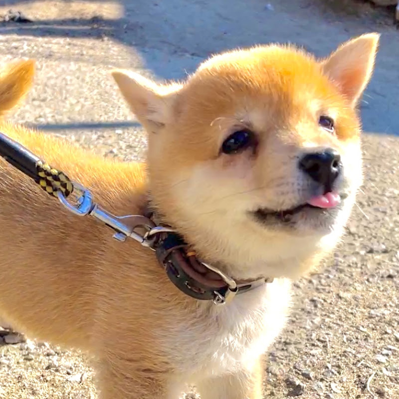まめきよ