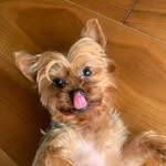 amber the yorkie💓