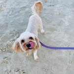 Leni | Toy Cavoodle