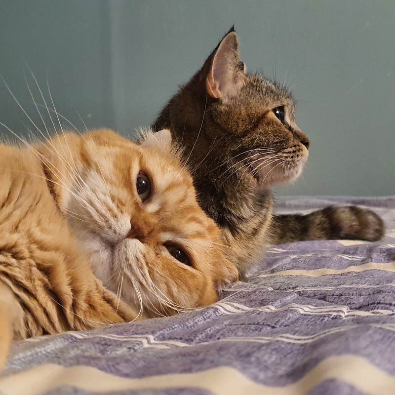 라랑림 :: 고양이가족